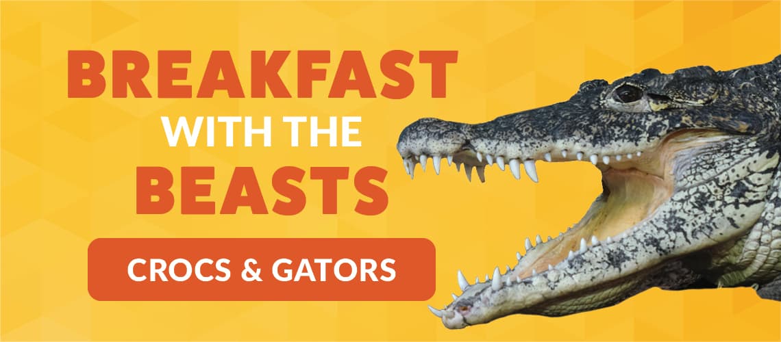 Breakfast with the Beasts: Crocs and Gators